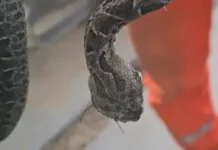 Perugorría: un hombre fue mordido por una yarará y recibió 4 dosis de suero antiofídico