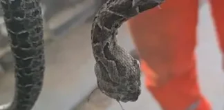 Perugorría: un hombre fue mordido por una yarará y recibió 4 dosis de suero antiofídico