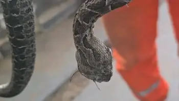 Perugorría: un hombre fue mordido por una yarará y recibió 4 dosis de suero antiofídico