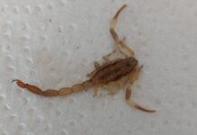 Alerta en Santa Lucía: un niño de cuatro años fue picado por un alacrán