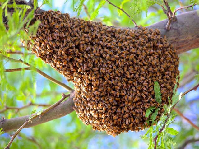 ee_bees_swarm_1_1_VELFB5DS