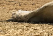 EMPEDRADO Un hombre de 72 años murió tras caer de su caballo mientras arreaba ganado