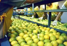 BELLA VISTA: La cosecha del limón impulsa exportaciones millonarias en Corrientes