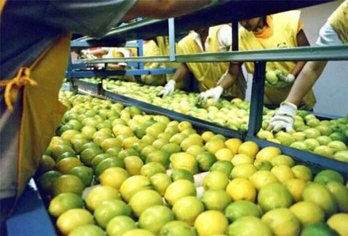 cosecha de limon