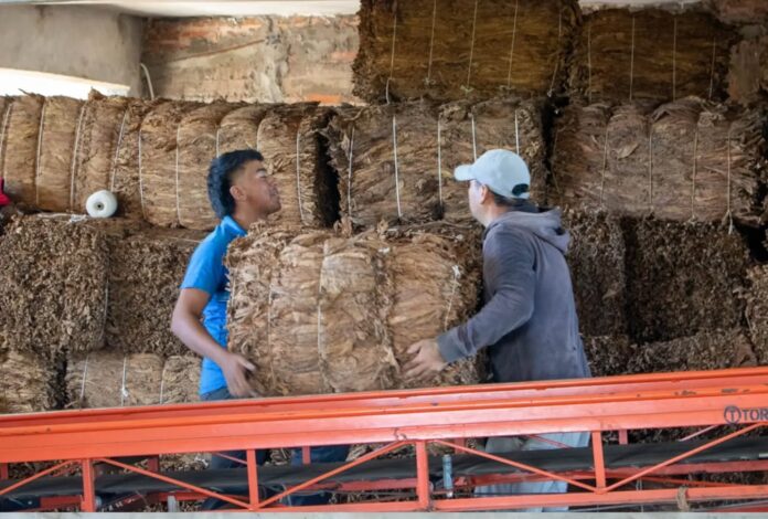 acopio de tabaco