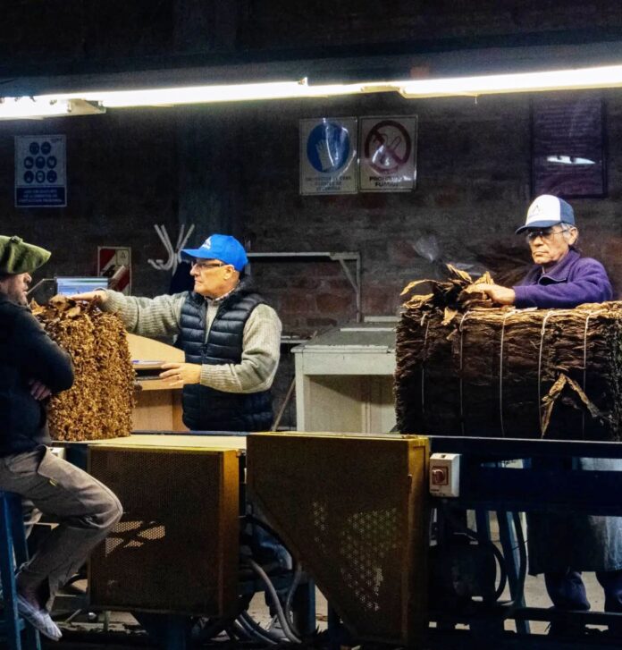 acopio de tabaco