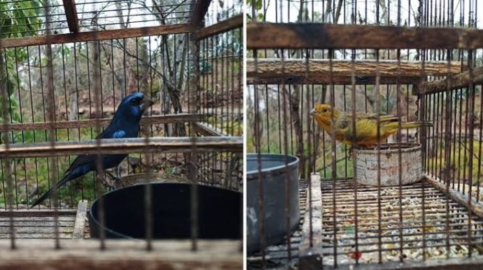aves silvestres