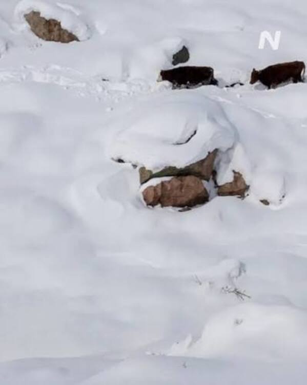 vacas en la cordillera