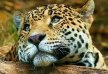 Piden reabrir el Parque Nacional Iberá tras casi dos meses de cierre por la presencia de un yaguareté