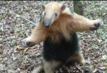 Saladas: rescataron a un oso melero que estaba en la Terminal
