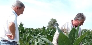 El IPT recibió fondos del FET para pagar sobreprecio a productores tabacaleros