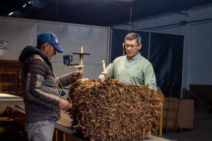 tabaco