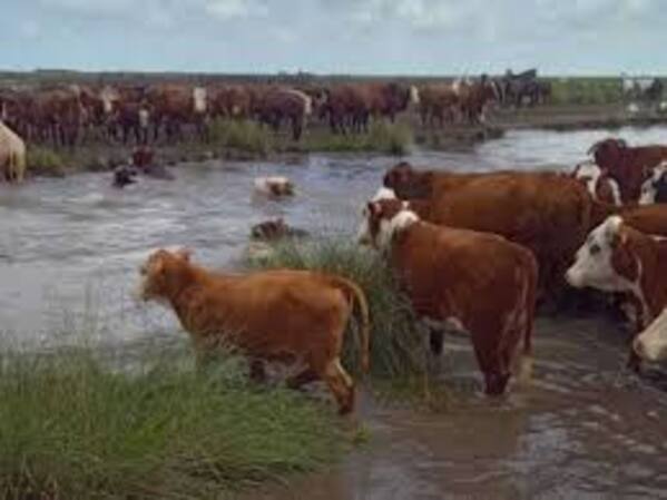 vacas
