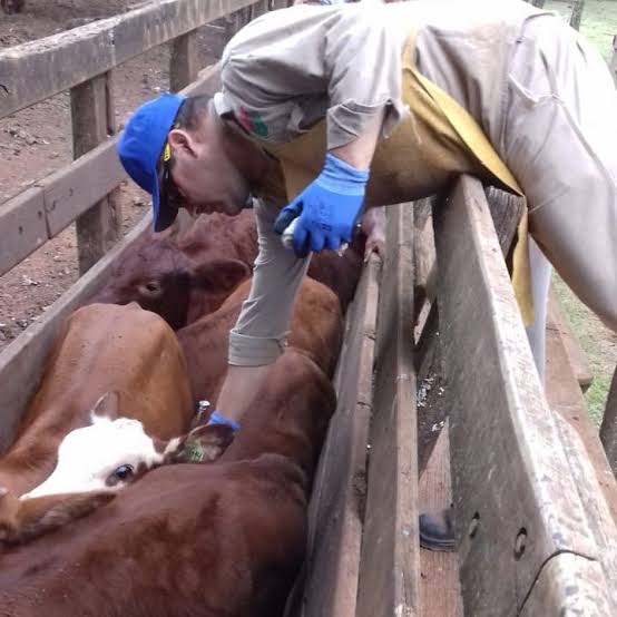 vacunacion vacas