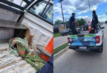 COMISARÍA QUINTA:La Policía rescató a un zorro herido en la vía pública