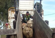 MOCORETA: Aplicaron multa millonaria en Corrientes por traslado irregular de 140 ovejas