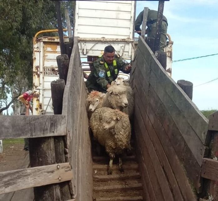 ovejas