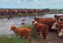 La crecida del Paraná obliga a evacuar más de 60 mil animales en Goya y Bella Vista