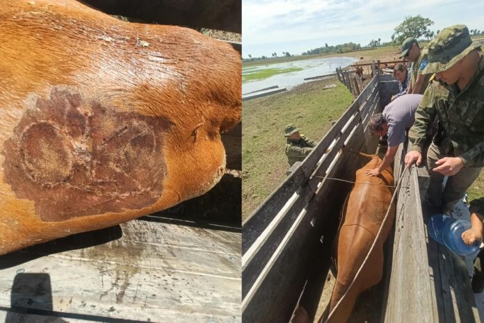 vacas y policia rural